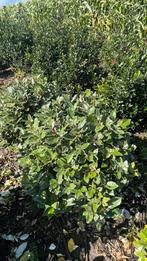 Elaeagnus ebbingei Compacta Bolvormen in verschillende maten, Tuin en Terras, Ophalen of Verzenden, Overige soorten