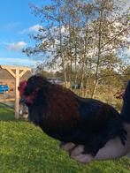 Kraaikop (Crève-Coeur) haan, Dieren en Toebehoren, Mannelijk, Kip