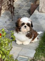 Shih Tzu pups, Dieren en Toebehoren, Honden | Chihuahua's en Gezelschapshonden, België, Overige rassen, CDV (hondenziekte), 8 tot 15 weken