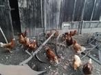 JONGE BRUIN LEGHENNEN.. ook inname oude, Dieren en Toebehoren, Pluimvee, Vrouwelijk, Kip
