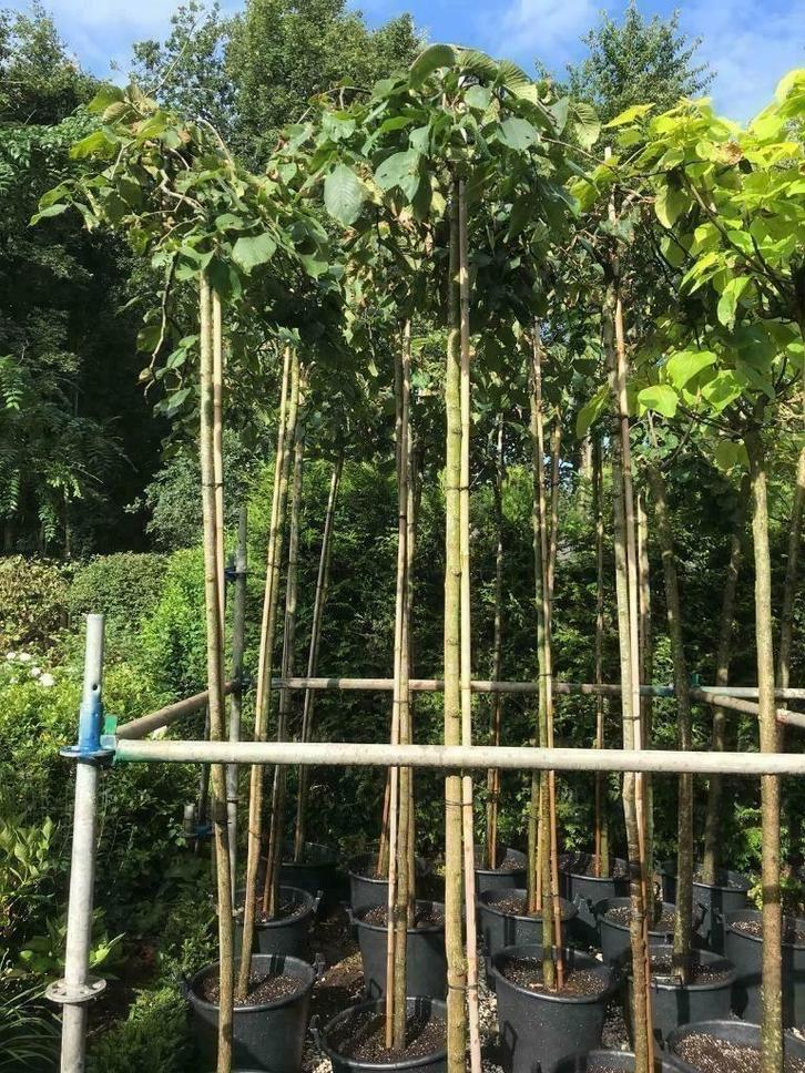 Treuriepen, Tuin en Terras, Planten | Bomen, Overige soorten, 250 tot 400 cm, Volle zon, In pot, Ophalen