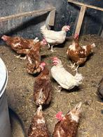 Paar leg soepkippen te koop, Kip