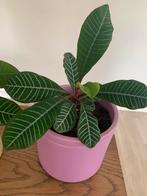 Madagascar Jewel plant met pot, Ophalen, Overige soorten, Minder dan 100 cm