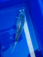 9 koi karpers 40cm, Karper of Koi