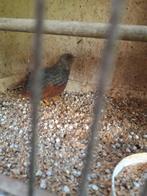 Chinese dwerg kwartels, Meerdere dieren, Tropenvogel