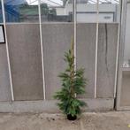 Leylandii haag | Wintergroen | 120cm 3 voor €18 10 voor €55, Ophalen, Overige soorten, Haag, 100 tot 250 cm