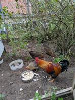 Toompje kippen, Dieren en Toebehoren, Pluimvee, Meerdere dieren, Kip