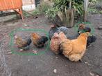 GRATIS 3 jonge haantjes Chocin / Welsumer, Dieren en Toebehoren, Pluimvee, Mannelijk, Kip