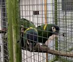 BRR Papegaaien, Dieren en Toebehoren, Meerdere dieren, Papegaai, Geringd