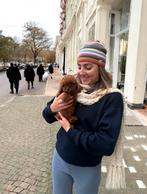 Toypoedel REU puppie toy poedel In nederland geboren., Dieren en Toebehoren, Honden | Chihuahua's en Gezelschapshonden, Reu, 8 tot 15 weken