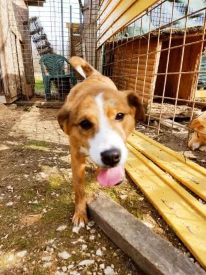 Fox verdient ook een geweldig thuis, Dieren en Toebehoren, Honden | Niet-rashonden, Middel, Reu, Particulier, Eén hond, Buitenland