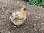 Zijdehoentjes, Dieren en Toebehoren, Mannelijk, Kip
