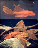 Algeneters gezocht, Vis