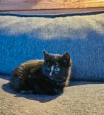 Lieve kittens, Dieren en Toebehoren, Katten en Kittens | Overige Katten, Meerdere dieren