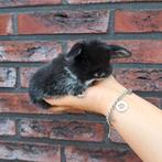 Lief & tam baby konijntje gezocht?, Dieren en Toebehoren, Konijnen, Meerdere dieren, Dwerg, Hangoor, 0 tot 2 jaar