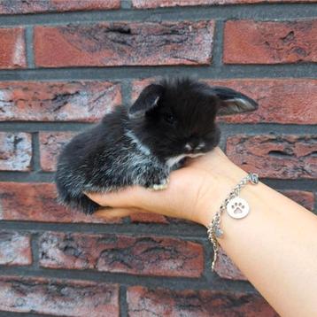 Lief & tam baby konijntje gezocht? beschikbaar voor biedingen