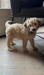 Labradoodle pup, Dieren en Toebehoren, Honden | Retrievers, Spaniëls en Waterhonden, Overige rassen, 8 tot 15 weken, CDV (hondenziekte)