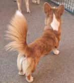 Herplaatsing – Welsh Corgi Cardigan, Dieren en Toebehoren, Honden | Herdershonden en Veedrijvers, België, Fokker | Hobbymatig