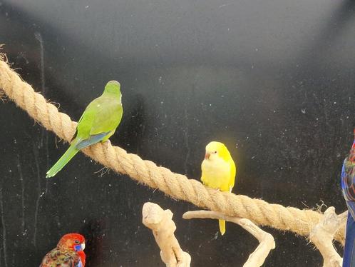 Muisparkiet | Verschillende broedkoppels | Met DNA rapport, Dieren en Toebehoren, Vogels | Parkieten en Papegaaien, Parkiet, Meerdere dieren