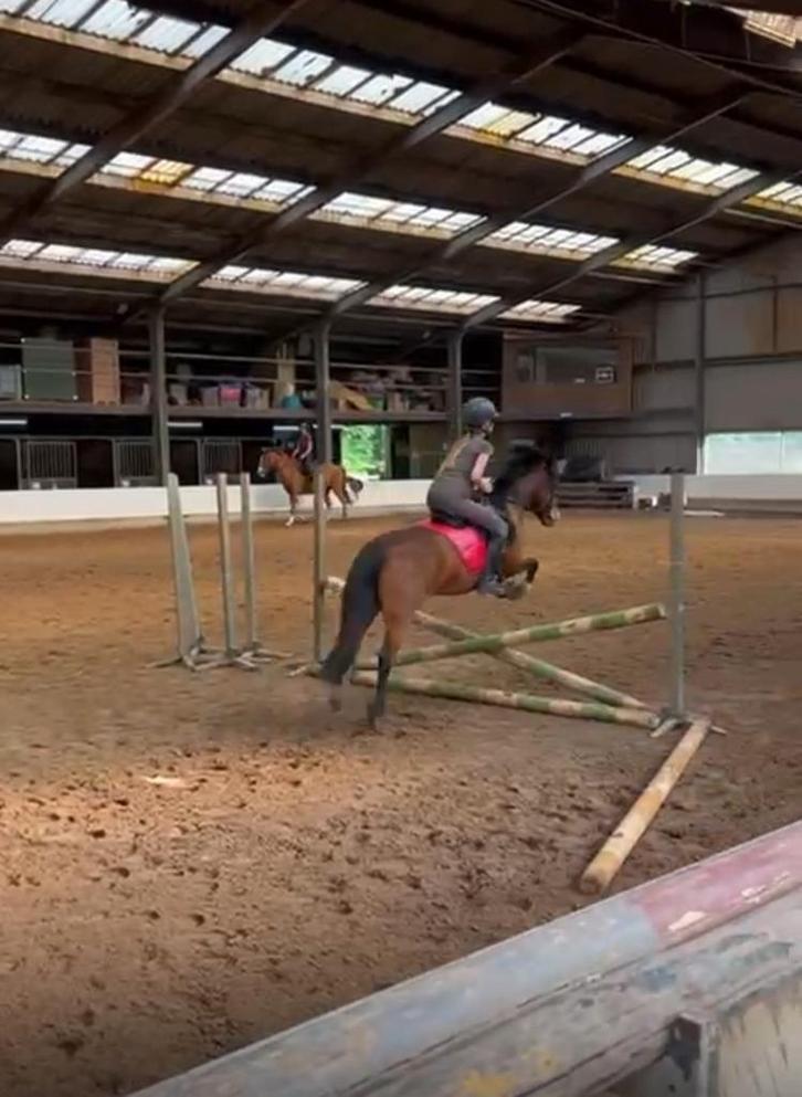 Bijrijder/verzorger aangeboden, Dieren en Toebehoren, Paarden en Pony's | Verzorgingsproducten, Ophalen of Verzenden