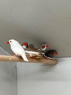 Kleine Zevravink Bont & wit, Meerdere dieren, Tropenvogel, Geringd