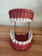 Gebit Model - Leuk voor Tandartspraktijk of Kinderen, Ophalen, Gebruikt