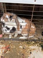 Aangeboden Stitch en Babs, Dieren en Toebehoren, Konijnen, Meerdere dieren, Dwerg