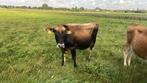 Mooie skal gecertificeerde Jersey stier te koop. bs, Dieren en Toebehoren, Runderen, Mannelijk