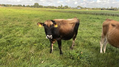 Mooie skal gecertificeerde Jersey stier te koop. bs, Dieren en Toebehoren, Runderen, Mannelijk