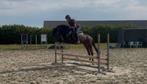 Fijne sport ponys, Dieren en Toebehoren, Pony's, Merrie, B, Gechipt, Springpony