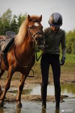 Bijrijder aangeboden, Dieren en Toebehoren, Ophalen of Verzenden, Zo goed als nieuw