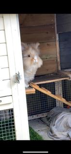 Konijnen, Dieren en Toebehoren, Konijnen, Meerdere dieren, Dwerg, 3 tot 5 jaar