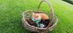 Boerderij kittens, Dieren en Toebehoren, Katten en Kittens | Overige Katten, Poes