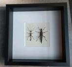 Insecten in lijst (nr:11), Verzamelen, Ophalen of Verzenden