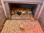 Kuikens te koop, Dieren en Toebehoren, Pluimvee, Geslacht onbekend, Kip