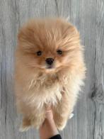 Pomariaan pupjes (mini), Particulier, Overige rassen, 8 tot 15 weken, Buitenland