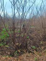 Rode Bessenstruik - Heerlijke Zomerbessen!, Ophalen