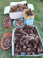 Dennenappels, diverse groottes, bloemschikken, Ophalen, Nieuw, Materiaal