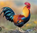 Jonge haan GRATIS, Dieren en Toebehoren, Pluimvee, Mannelijk, Kip