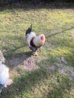 Gratis een van de twee brahma hanen, Mannelijk, Kip