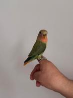 Jonkie agapornis te koop, Dieren en Toebehoren, Geslacht onbekend, Dwergpapegaai of Agapornis, Tam