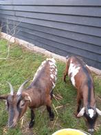 2 Dweggeiten, Dieren en Toebehoren, Vrouwelijk, Geit, 3 tot 5 jaar