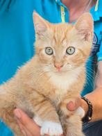 Rode kitten kater van 10 weken, Dieren en Toebehoren, Kater