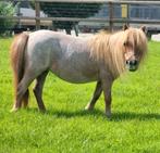 Mini Shetlanders, Dieren en Toebehoren, Pony's, Merrie, Recreatiepony