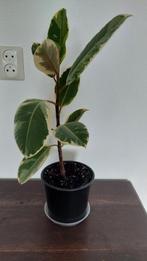 Ficus Tineke, Overige soorten, Minder dan 100 cm, Groene kamerplant, Halfschaduw