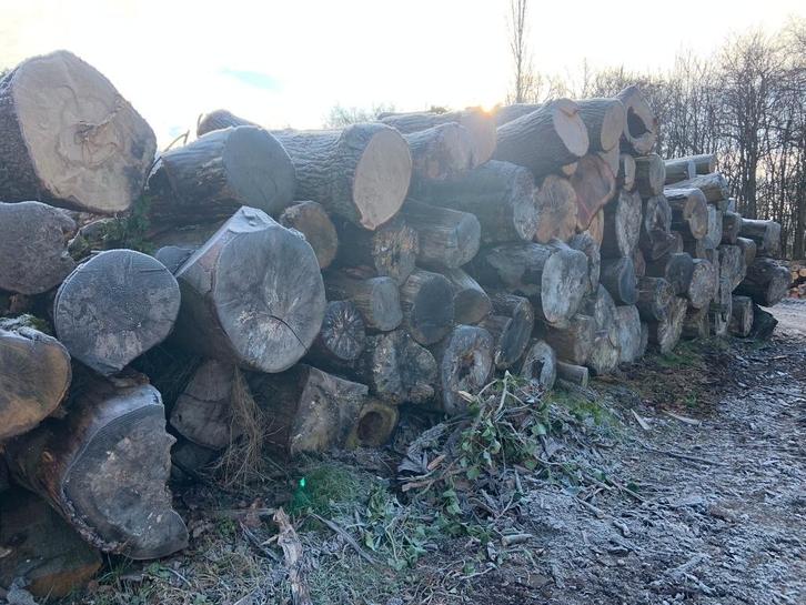 brandhout rondhout dik - Voor de klover met spierballen, Tuin en Terras, Haardhout, Stammen, Overige houtsoorten, 6 m³ of meer