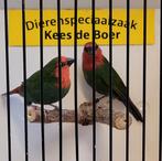 Koppel roodkop papegaaiamadines, Dieren en Toebehoren, Meerdere dieren, Geringd