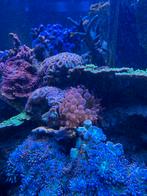 Tepelanemoon, Dieren en Toebehoren, Vissen | Aquariumvissen, Vis