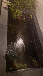 Gezocht Gratis goudvissen, planten en net, Ophalen, Gebruikt