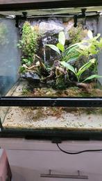 Paludarium, Dieren en Toebehoren, Reptielen en Amfibieën | Toebehoren, Ophalen, Zo goed als nieuw, Terrarium of Paludarium